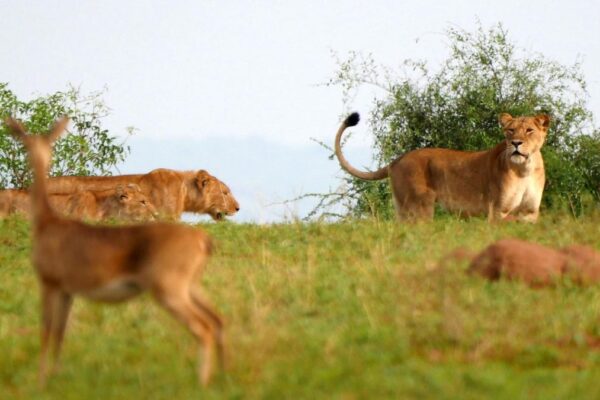 queen-elizabeth-safari