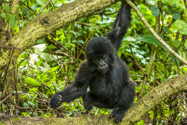 rwanda-gorilla-tour