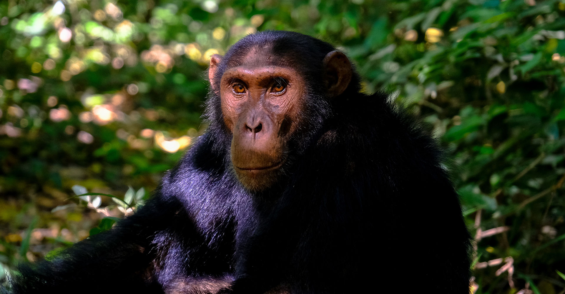 Uganda Wildlife Encounters