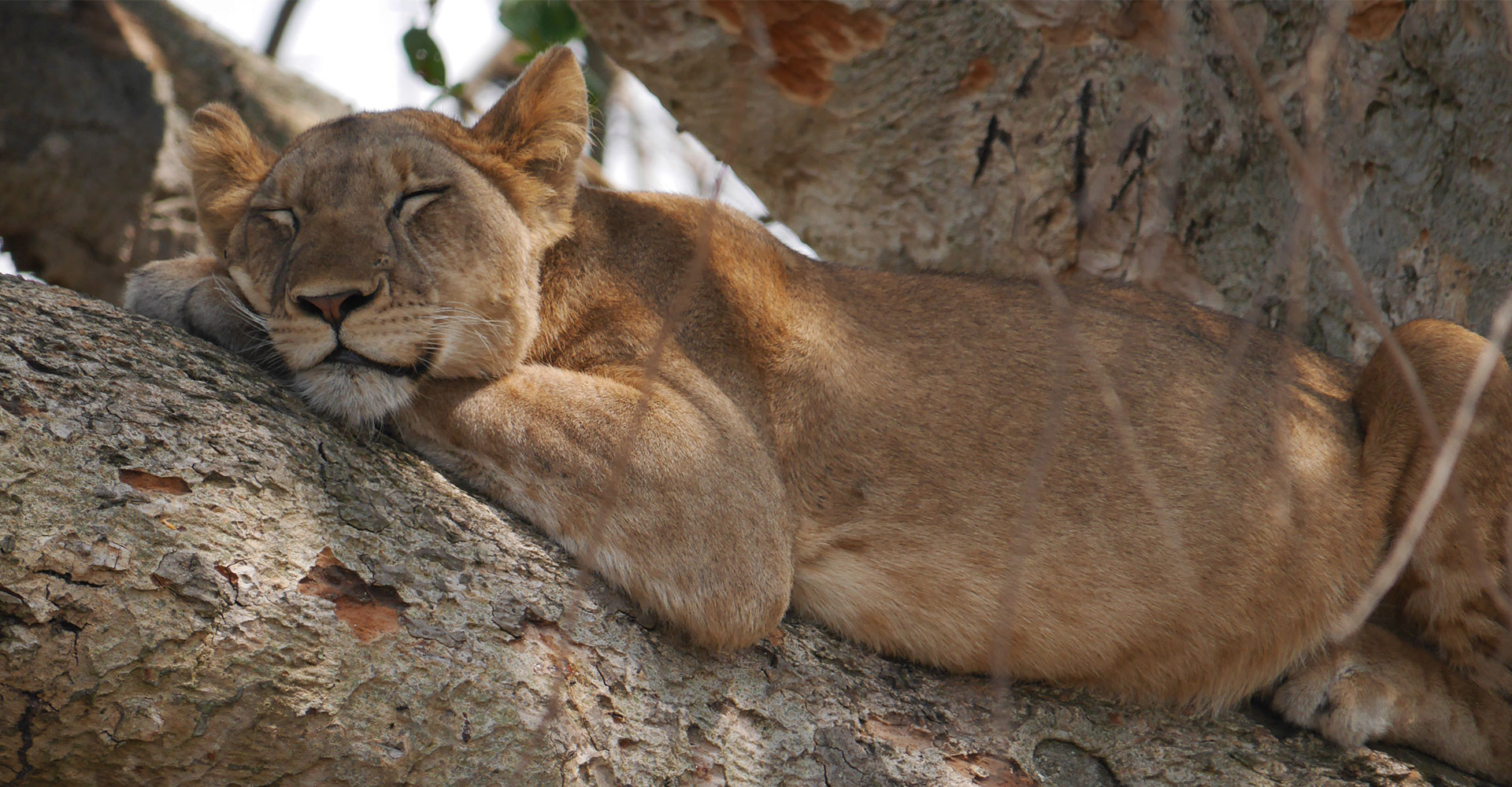 Uganda Safari Trips