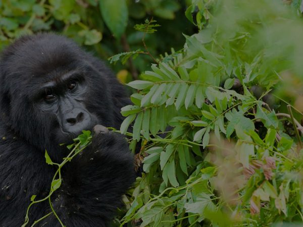 gorilla-safaris-uganda6