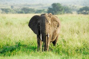 nws-st-uganda-elephant-bull