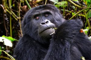 trekking-safaris-in-Uganda-and-Rwanda-1200x675