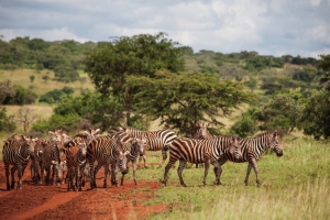 zebra-wildlife