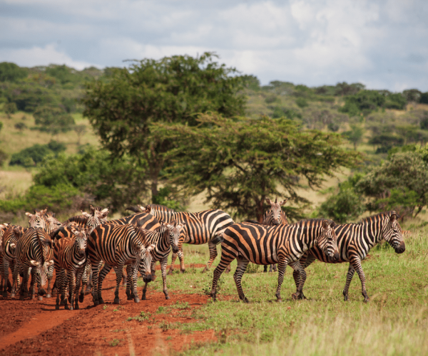 zebra-wildlife